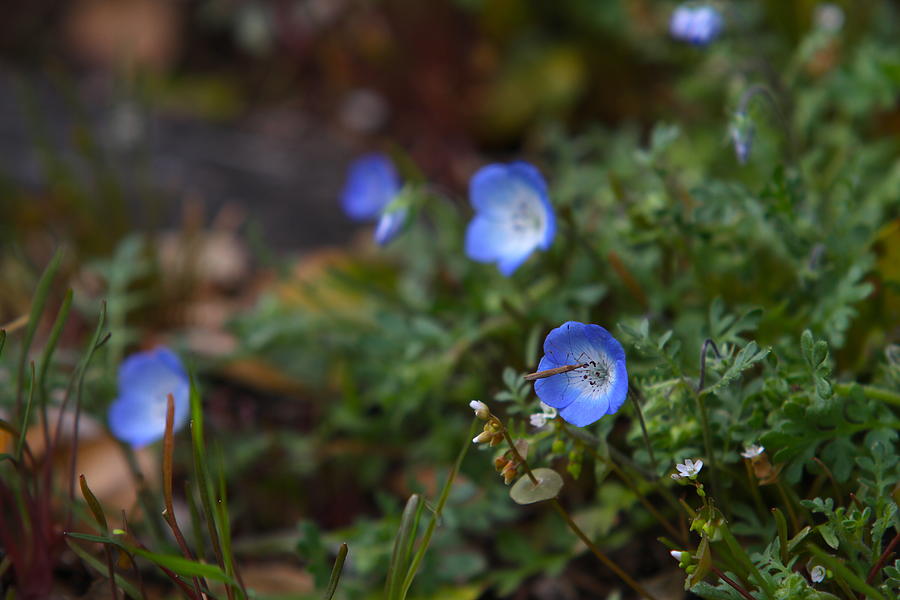 Baby Blue Eyes Photograph By Summer Vance