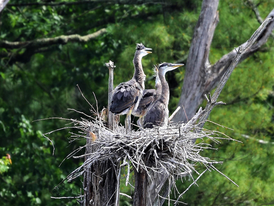 Baby Blue Herons Photograph by Jo-Ann Matthews