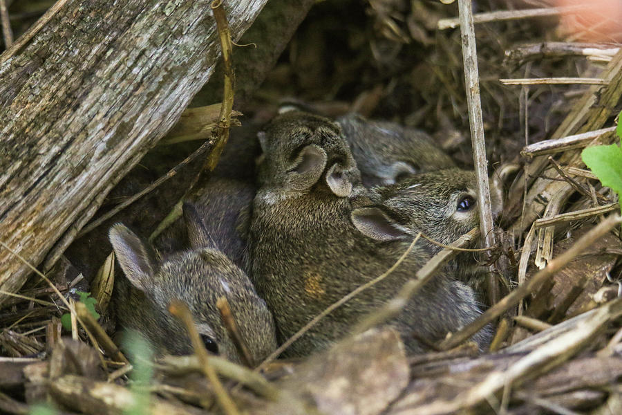 Baby Bunnies #1 Photograph by Brook Burling