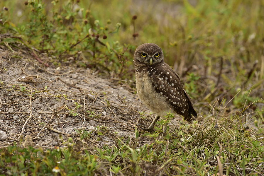 Baby Burrowing Owl #1 Photograph by Cindy McIntyre