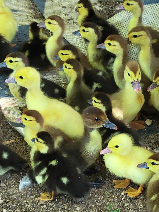 Baby Ducks Photograph