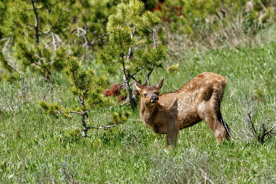 Baby Elk #1 Photograph by Ronnie And Frances Howard