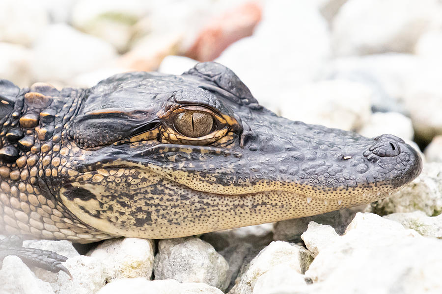 Baby Gator Photograph by Rebecca OBrien - Fine Art America