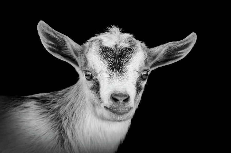 Baby Goat #1 Photograph by Sandra Js