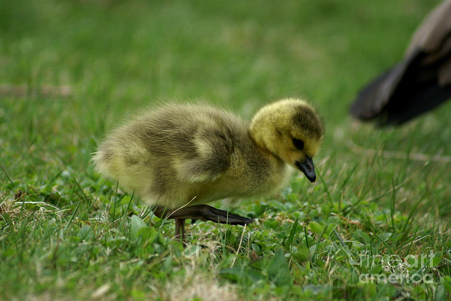 Baby Goose #2 Photograph by Bailey Maier