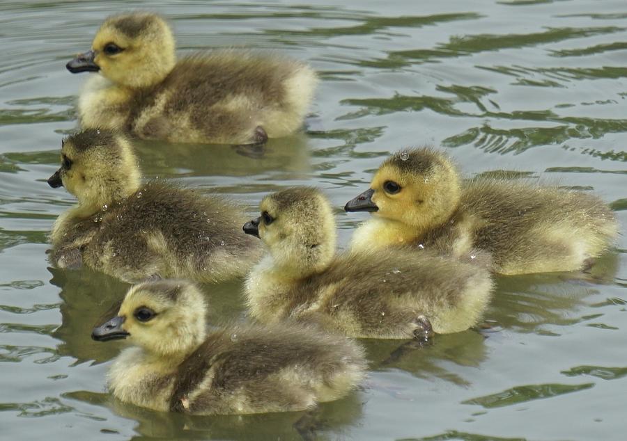 Baby gosling #1 Photograph by Andrew Dallos - Fine Art America