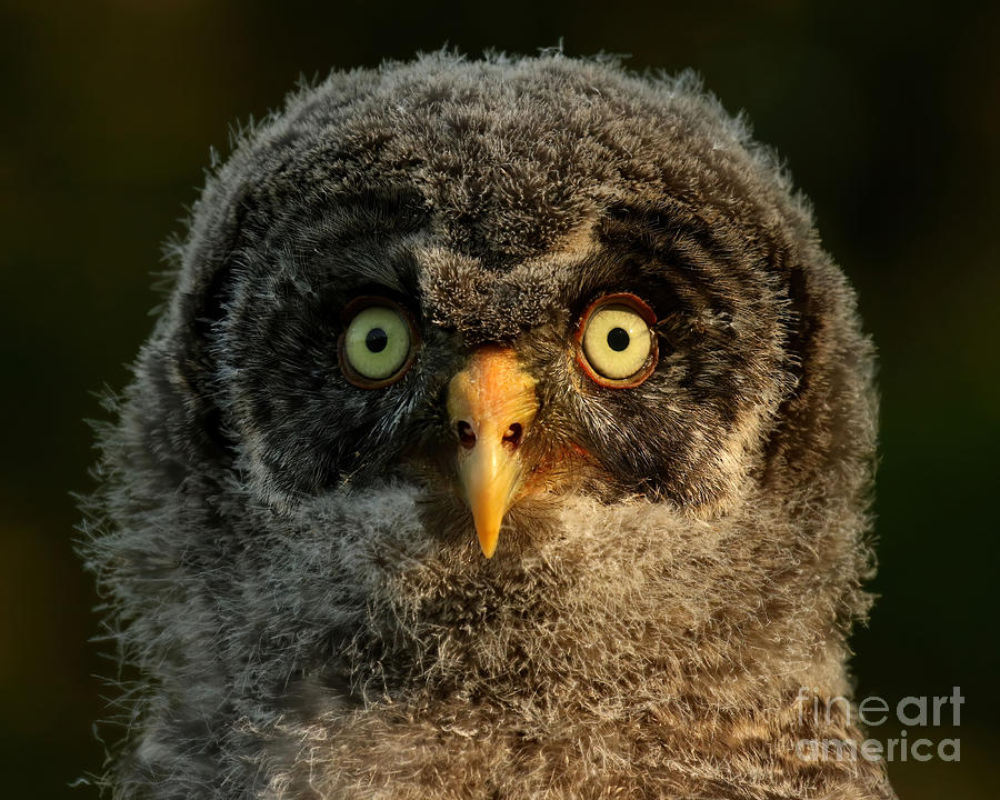 Baby great gray owl  #1 Photograph by Heather King