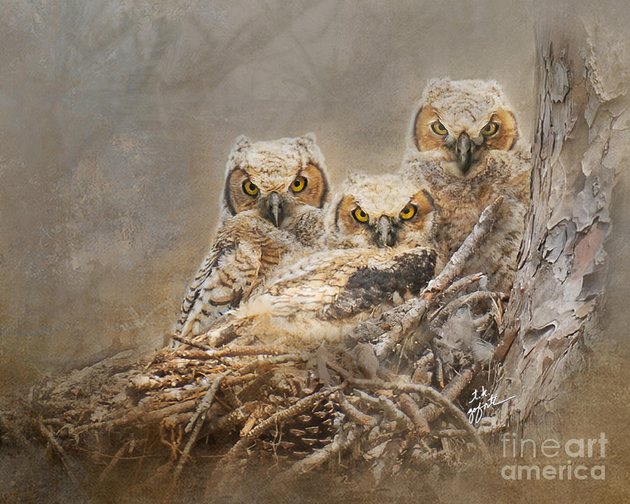 Baby Great Horned Owl Triplets #1 Photograph by TK Goforth