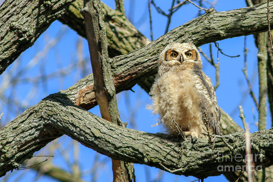 Baby Great Horned Owlet Out Branching Photograph by Carol Toepke | Fine ...