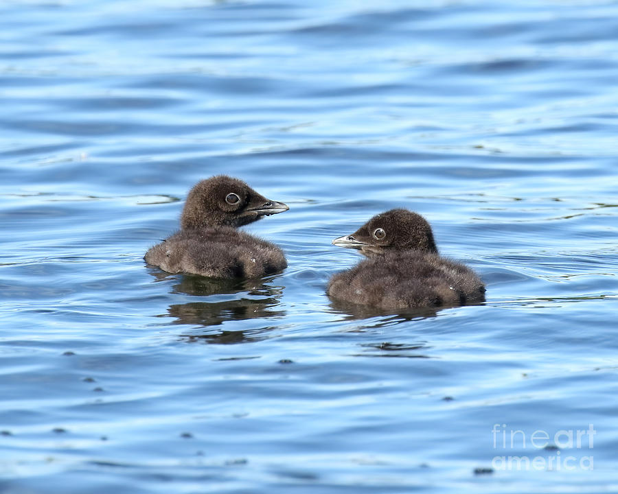 Baby loons #2 Photograph by Heather King