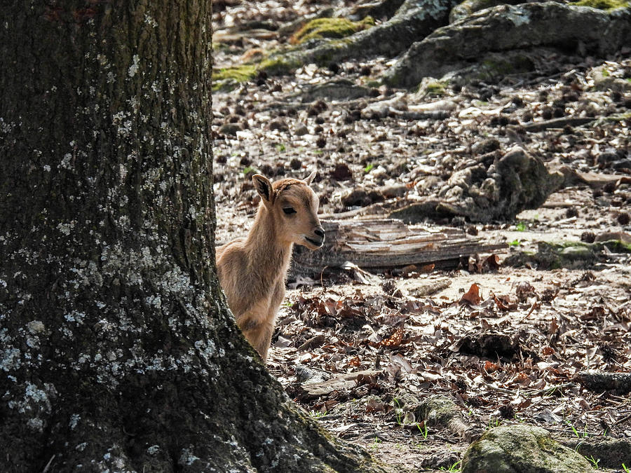 Baby mouflon sheep at the Wild Animal Safari in Pine Mountain, Ga ...