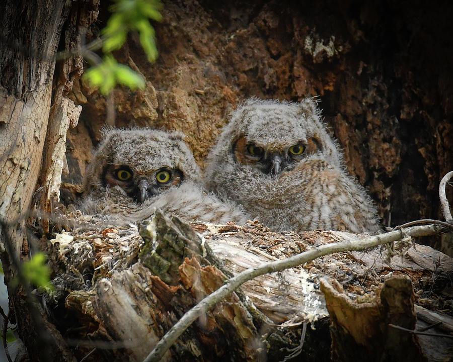 Baby Owls #1 Photograph by Michelle Wittensoldner