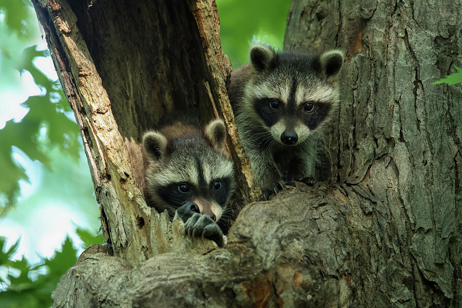 Baby Racoons #1 Photograph by Brook Burling