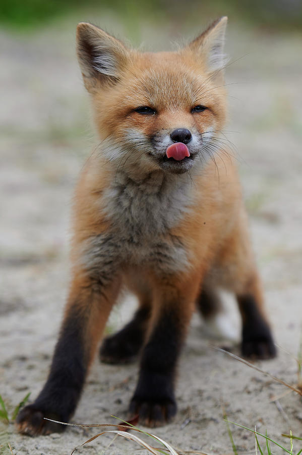 Red Photograph - Baby red fox by Curtis Patterson