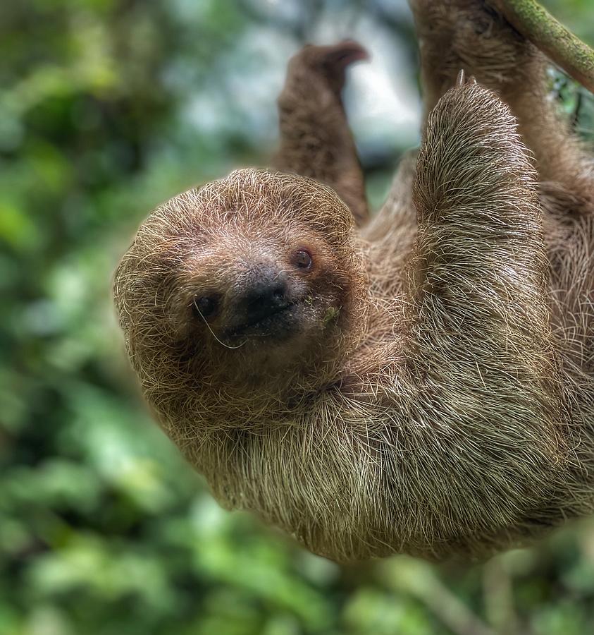 Baby Sloth #1 Photograph by Brandi Woodard - Fine Art America