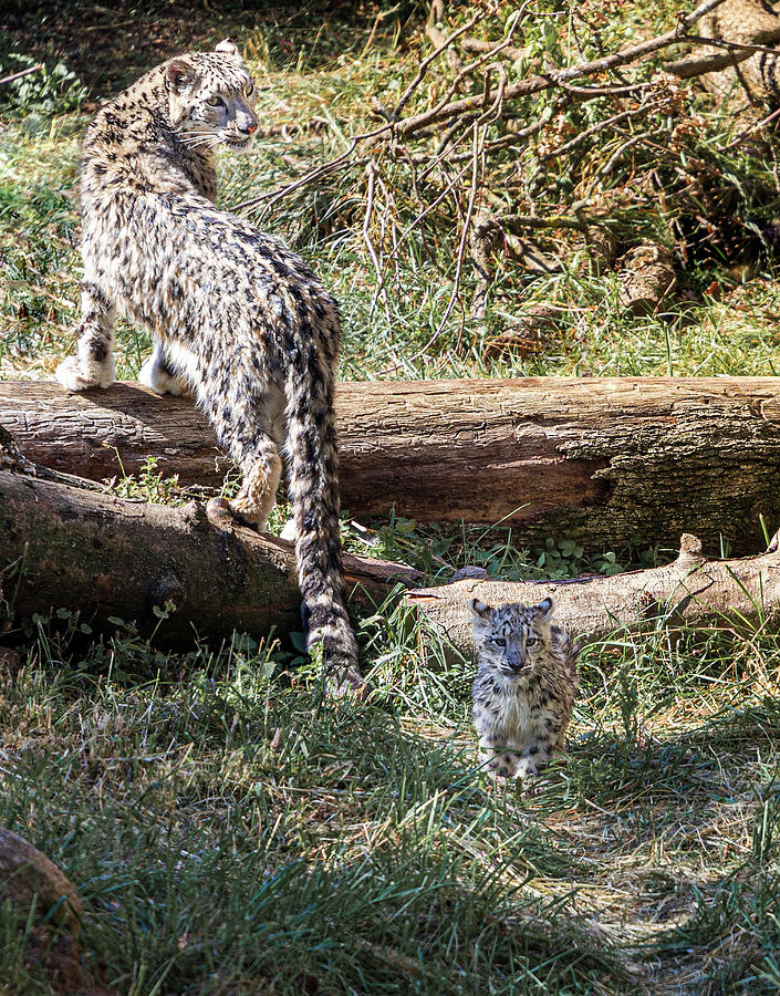 Baby Snow Leopard And Mom 1 Photograph By Franck Olaya Pixels