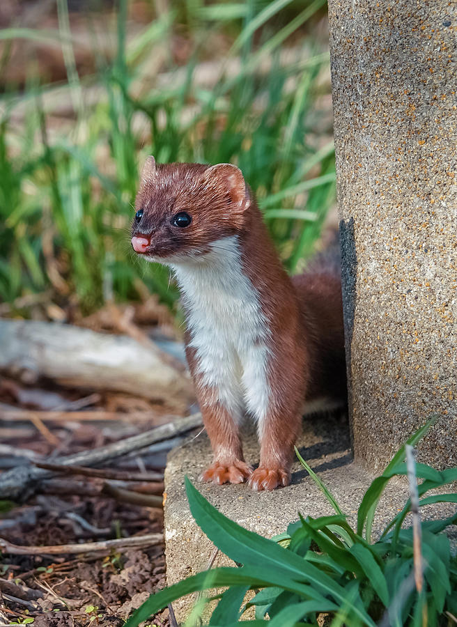 Baby Stoat #1 Photograph by Lilia S