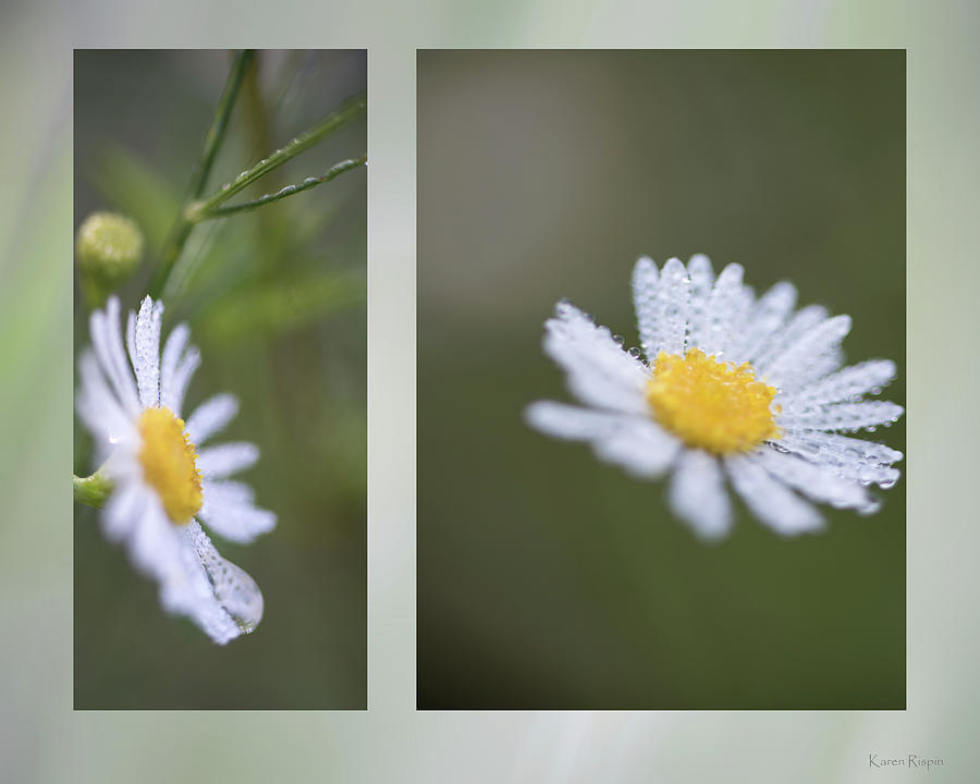 Daisy Photograph - Babys breath #1 by Phil And Karen Rispin