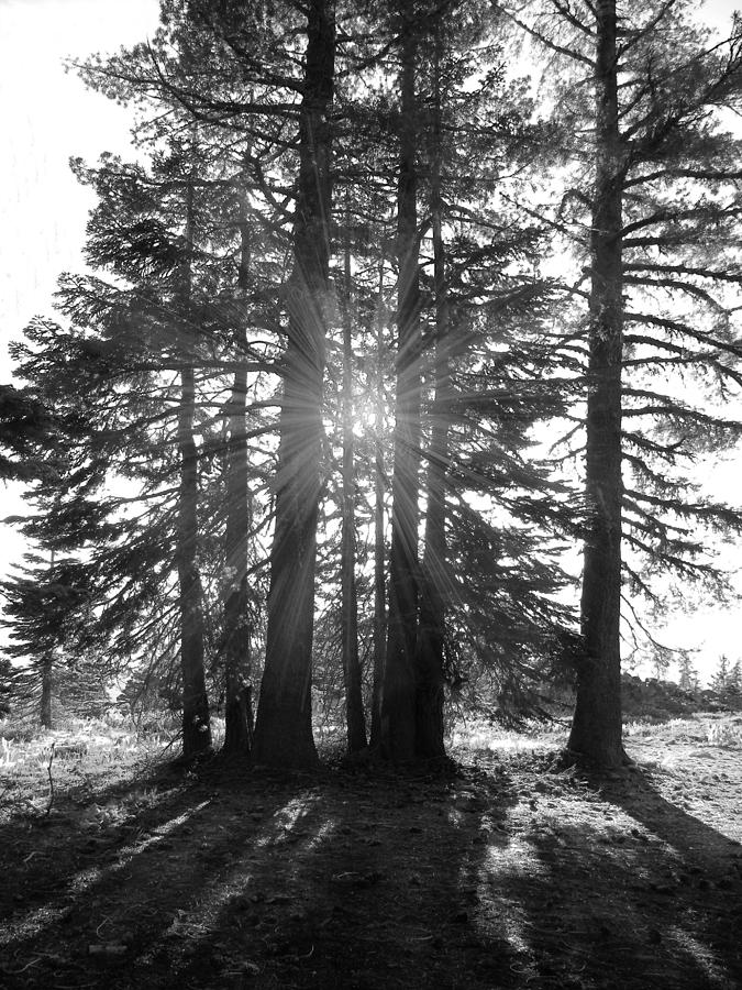 Back Lit Trees #1 Photograph by Frank Wilson