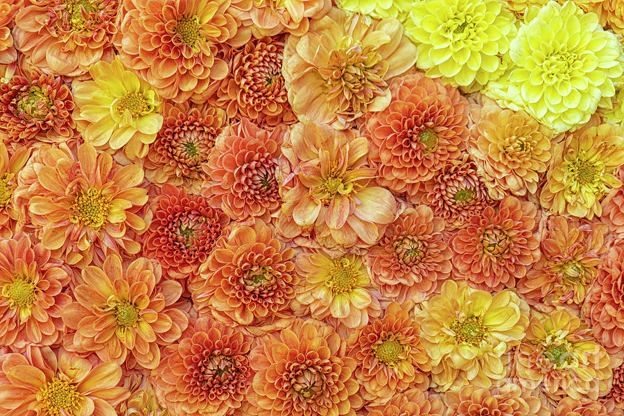 Background Of Colorful Chrysanthemums Photograph