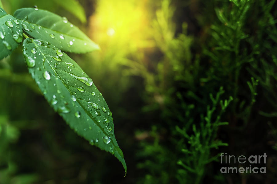 Background With Green Leaves And Detail Of Dew Drops At Sunset With Copy Space. Photograph