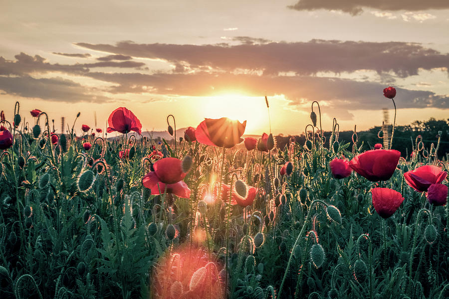 Backlit flowery field of red poppies at sunrise #3 Photograph by Benoit Bruchez