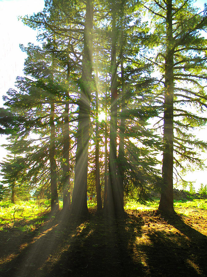 Backlit Trees Photograph
