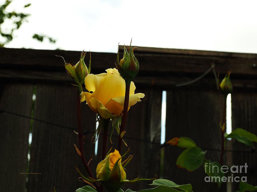 Backyard Yellow Rose #1 Photograph by Richard Thomas