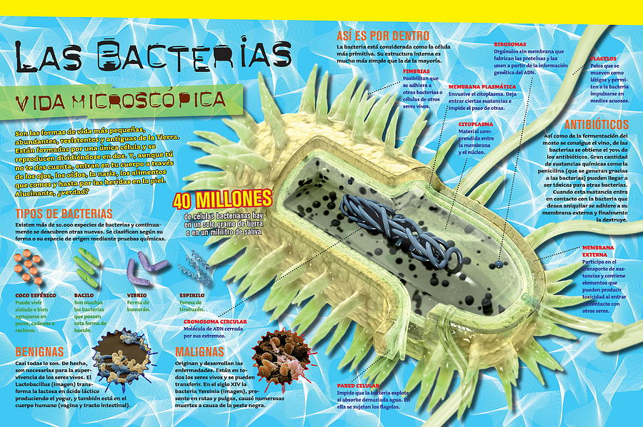 Bacteria #1 Digital Art by Album