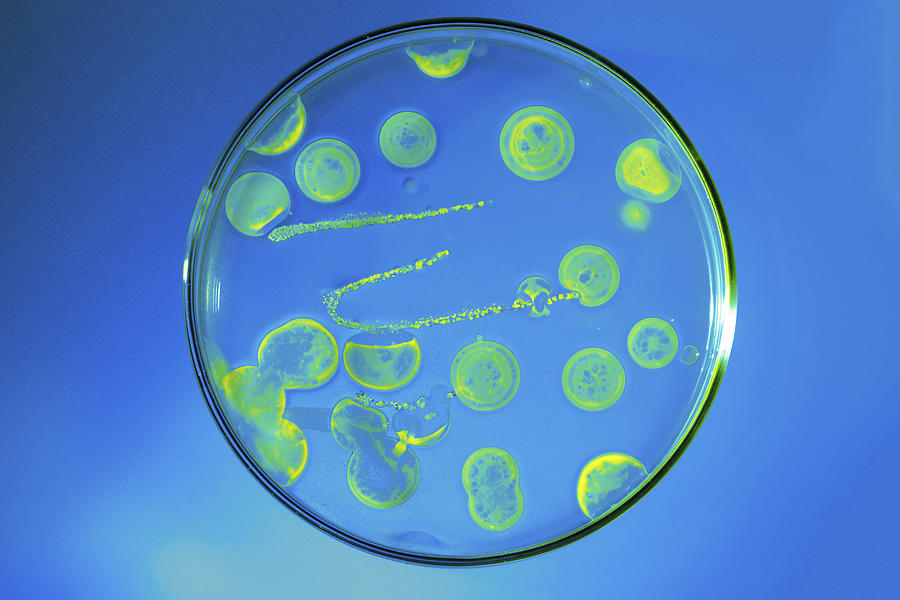 Bacteria growing in a petri dish #1 Photograph by Wladimir Bulgar/science Photo Library