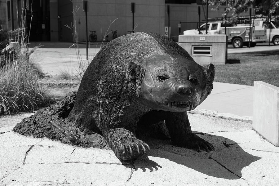 Badger statue on the University of Wisconsin campus in black and white Photograph by Eldon
