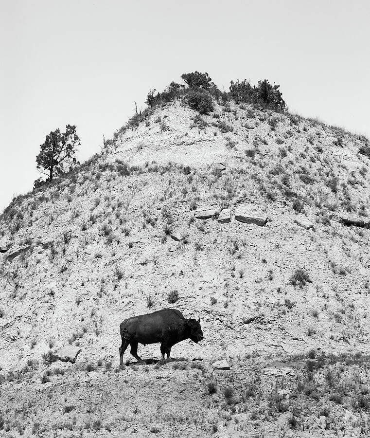 Badlands Lone Bison Black And White Photograph by Dan Sproul Badlands Lone Bison Black And White Photograph by Dan Sproul