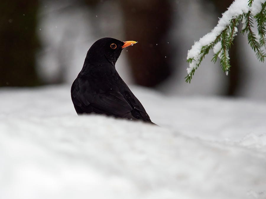 Black on white. Eurasian blackbird Photograph by Jouko Lehto