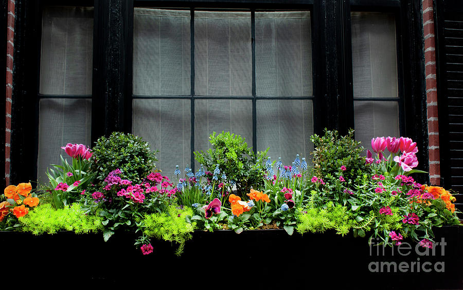 Balcony With Flowers #2 Photograph by Ivete Basso Photography