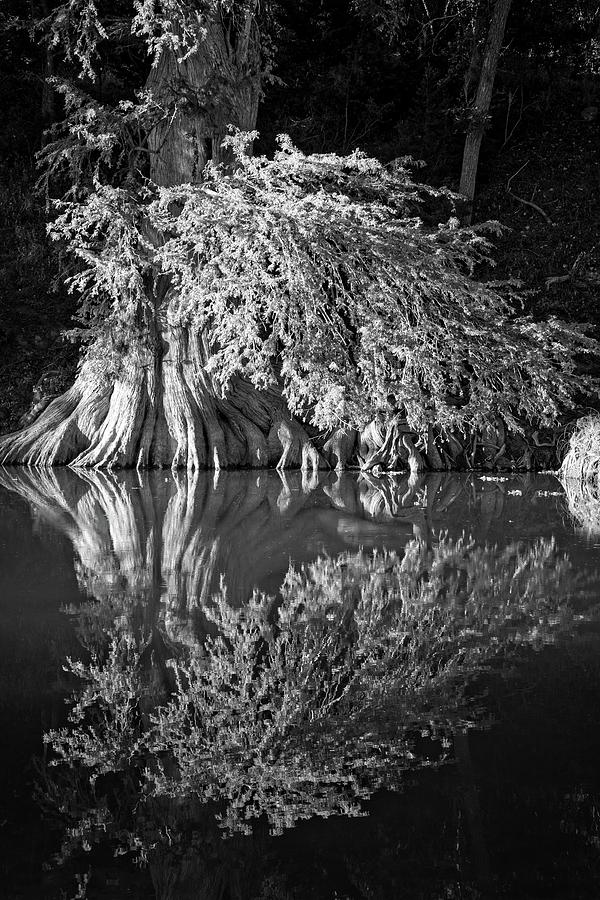 Bald Cypress on the Guadalupe #1 Photograph by Lynn Bauer