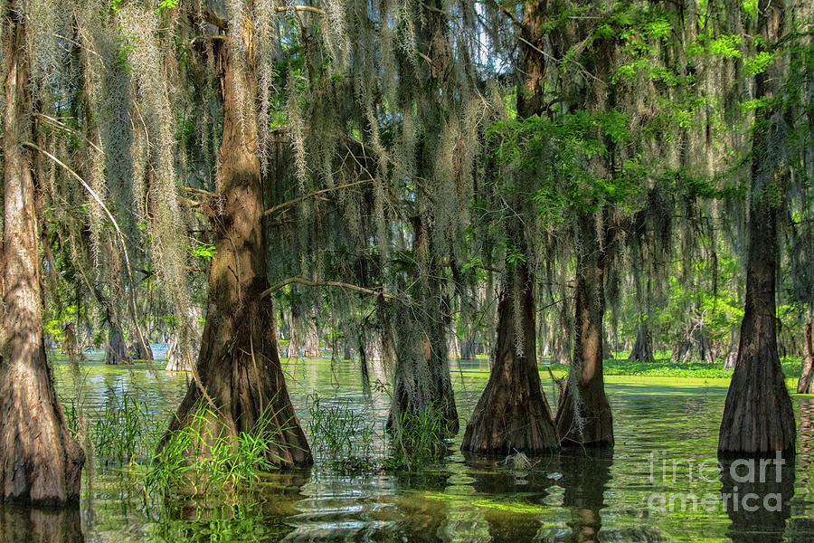Bald Cypresses, Lake Martin, Louisiana Photograph