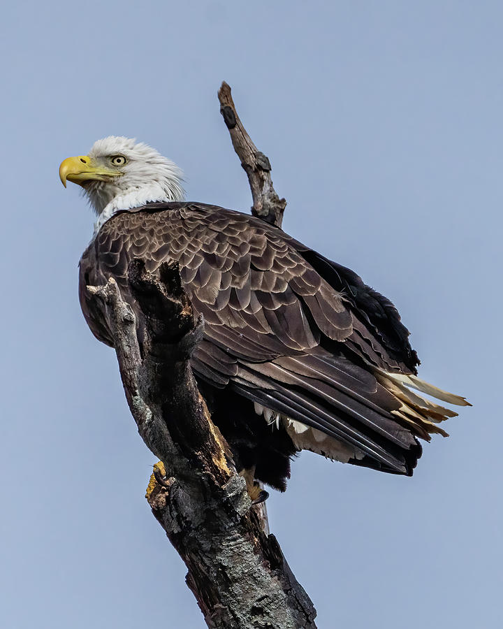 Bald Eagle 10 Photograph by William Krumpelman - Fine Art America