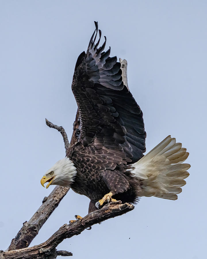 Bald Eagle 11 #1 Photograph by William Krumpelman - Fine Art America