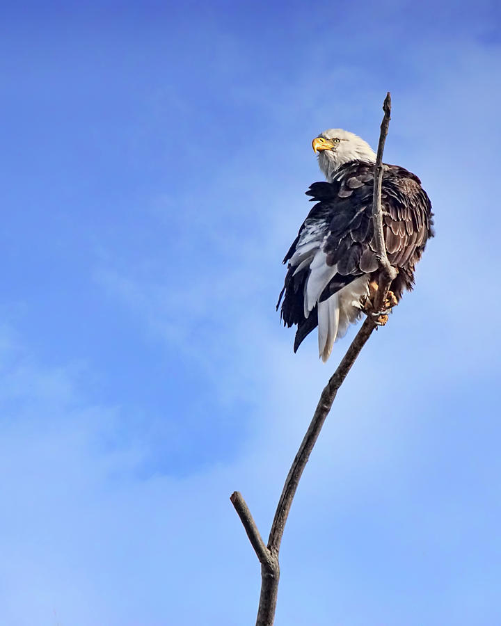Bald Eagle - 2 #2 Photograph by Nikolyn McDonald