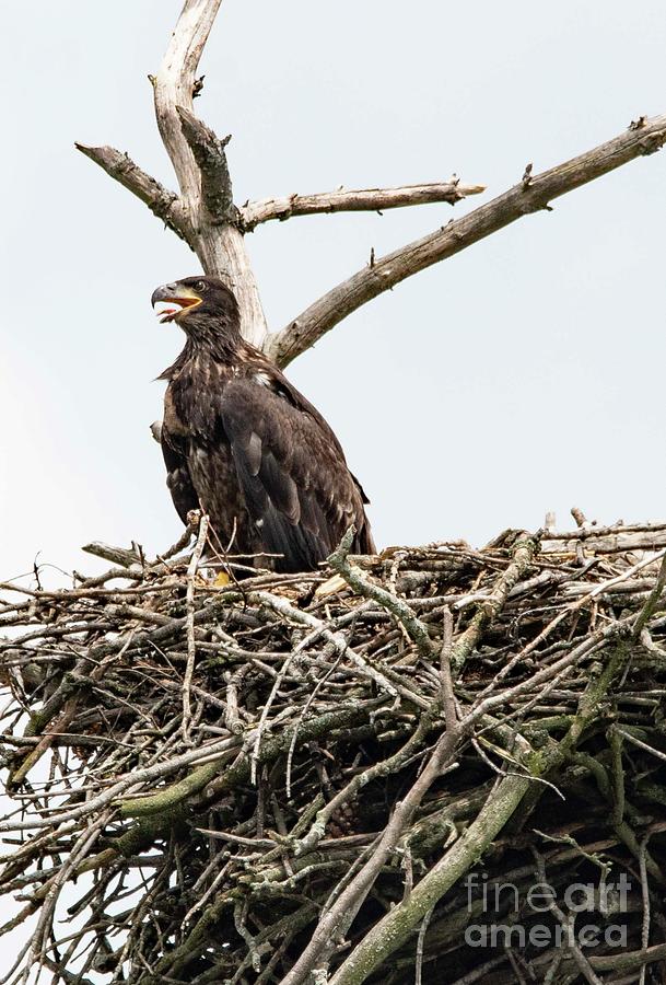 Bald Eagle - 21 #1 Photograph by David Bearden