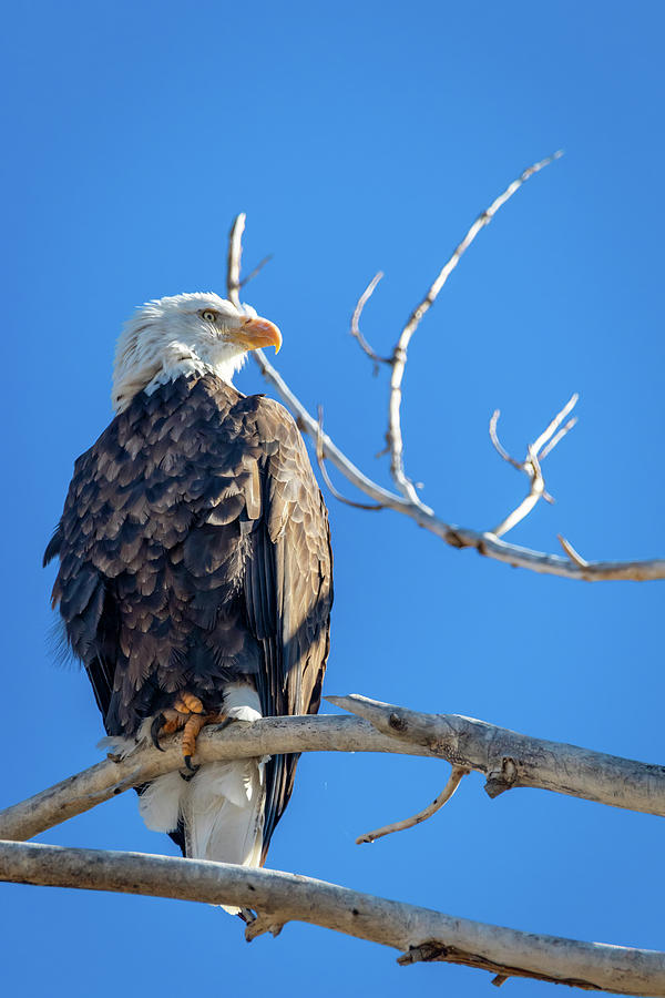 Bald Eagle 5 by Michael Chatt Bald Eagle 5 by Michael Chatt