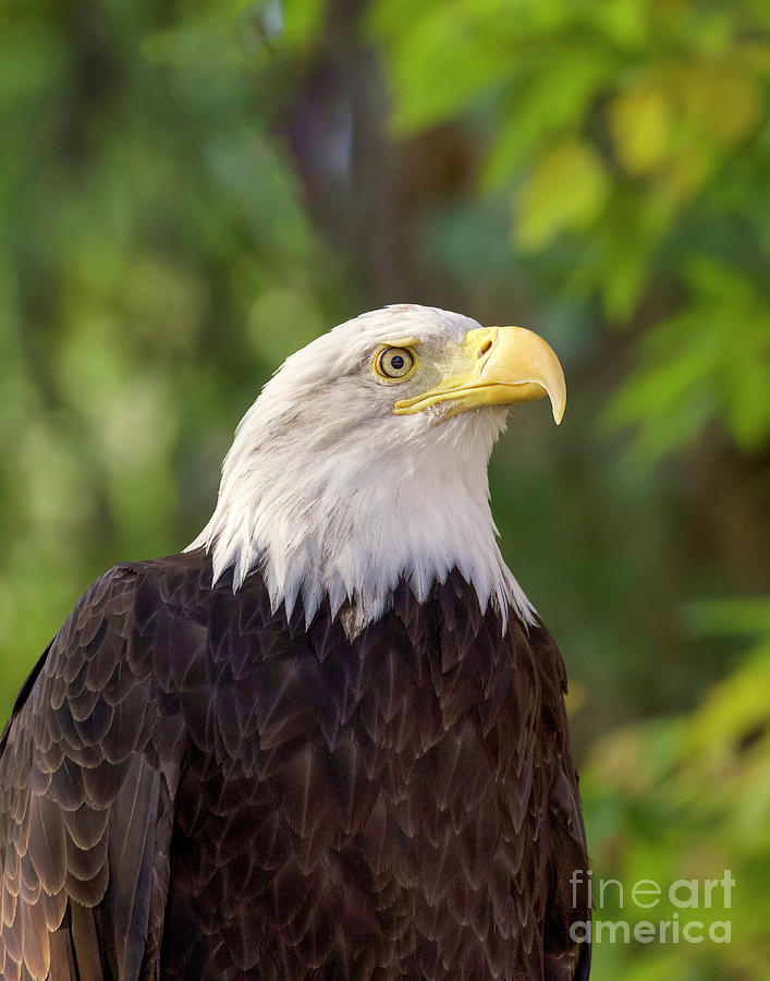 Bald Eagle #6 #1 Photograph by Shirley Dutchkowski
