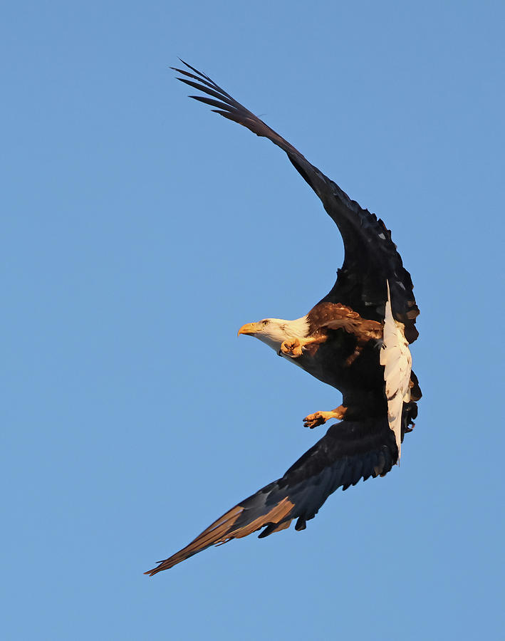 Bald Eagle 796, Indiana #1 Photograph by Steve Gass - Fine Art America