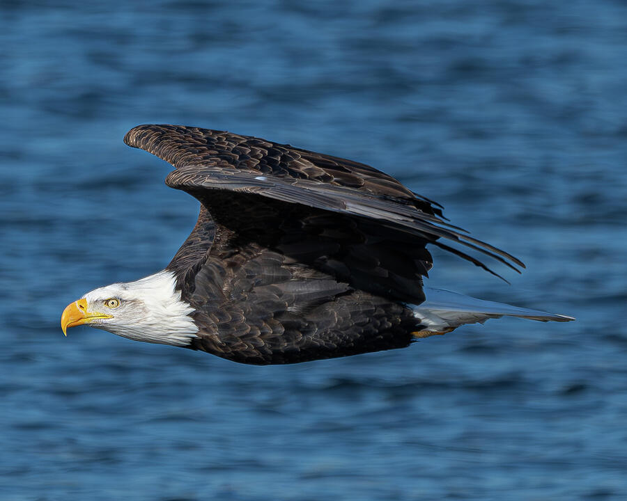 Bald Eagle #1 Photograph by Alan Moore Bald Eagle #1 Photograph by Alan Moore