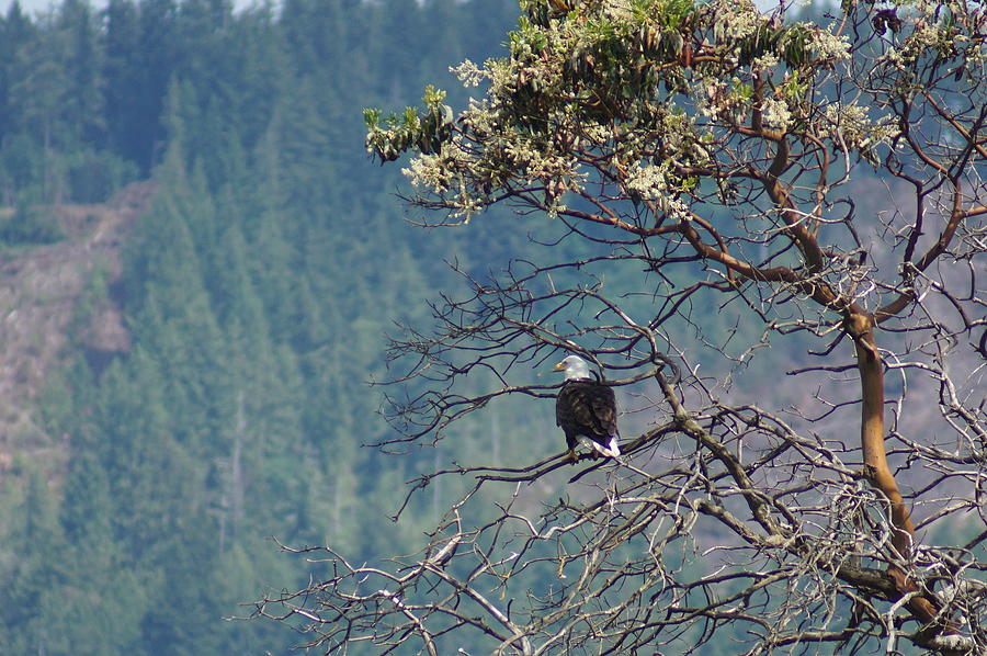Bald Eagle #1 Photograph by Bill TALICH
