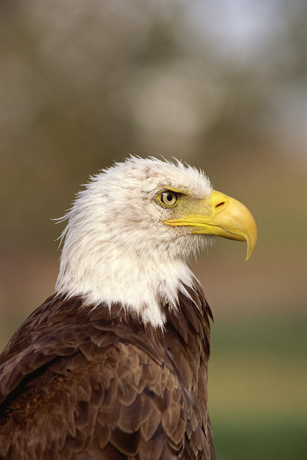 Bald eagle #1 Photograph by Comstock Images