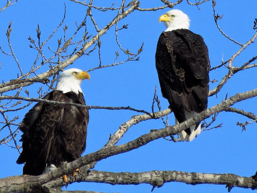 Bald Eagle Couple  #2 Photograph by Lori Frisch
