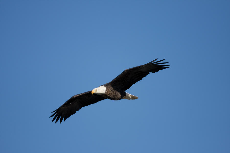 Bald Eagle Photograph by Daybreak Imagery - Fine Art America