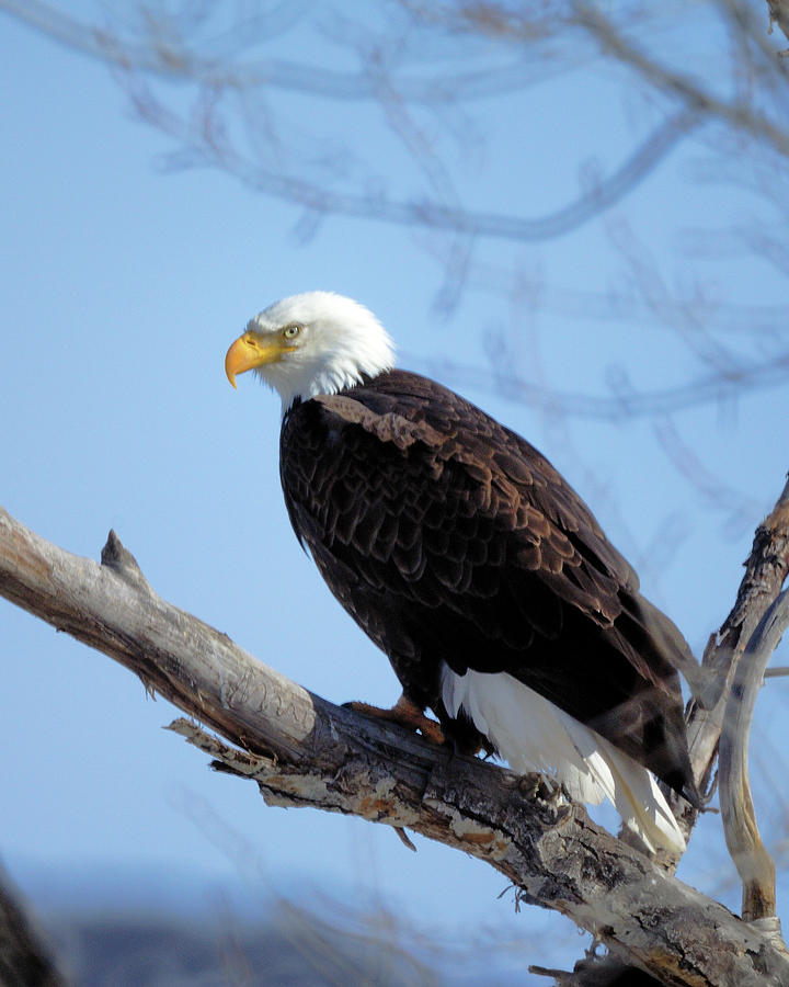 Bald Eagle #1 Photograph by Doug Wittrock