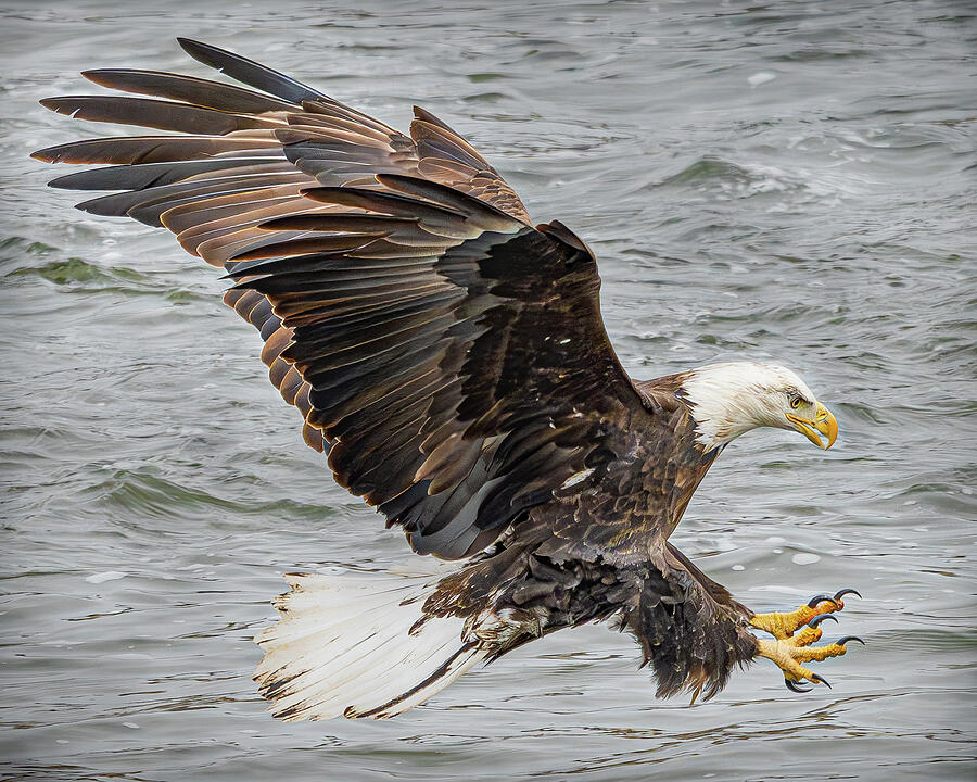 Bald Eagle fishing #1 Photograph by Alan Moore Bald Eagle fishing #1 Photograph by Alan Moore